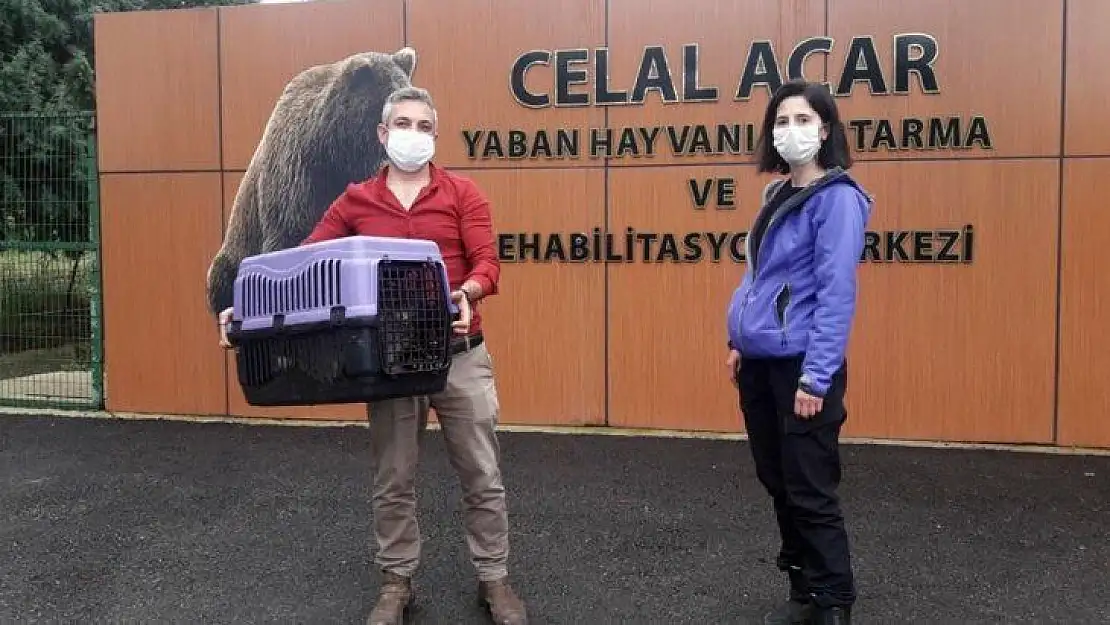 Vervet maymunları rehabilitasyon merkezine teslim edildi