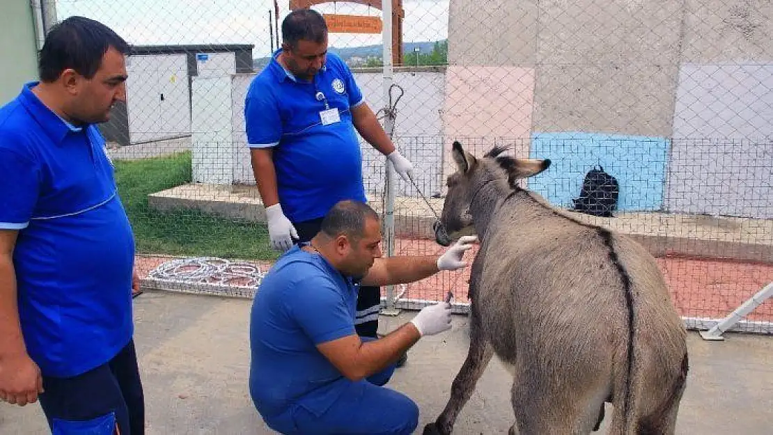 Vicdansızlar eşeği tüfekle vurdu