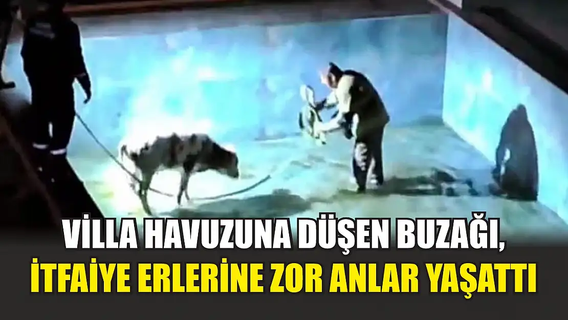 Villa havuzuna düşen buzağı, itfaiye erlerine zor anlar yaşattı