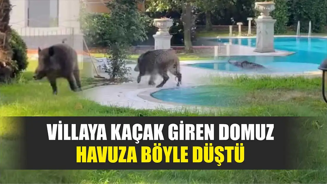 Villaya kaçak giren domuz havuza böyle düştü