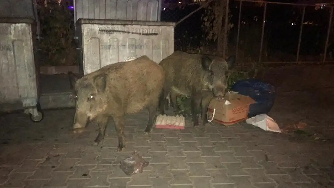 Yaban Domuzları plajda yiyecek arıyor