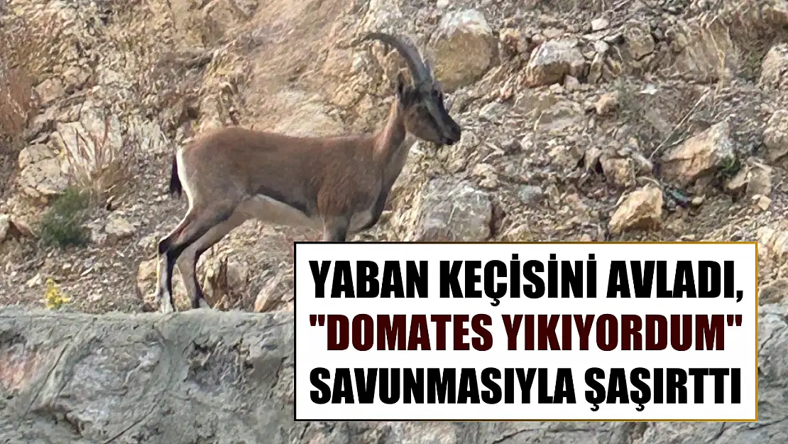 Yaban keçisini avladı, 'Domates yıkıyordum' savunmasıyla şaşırttı