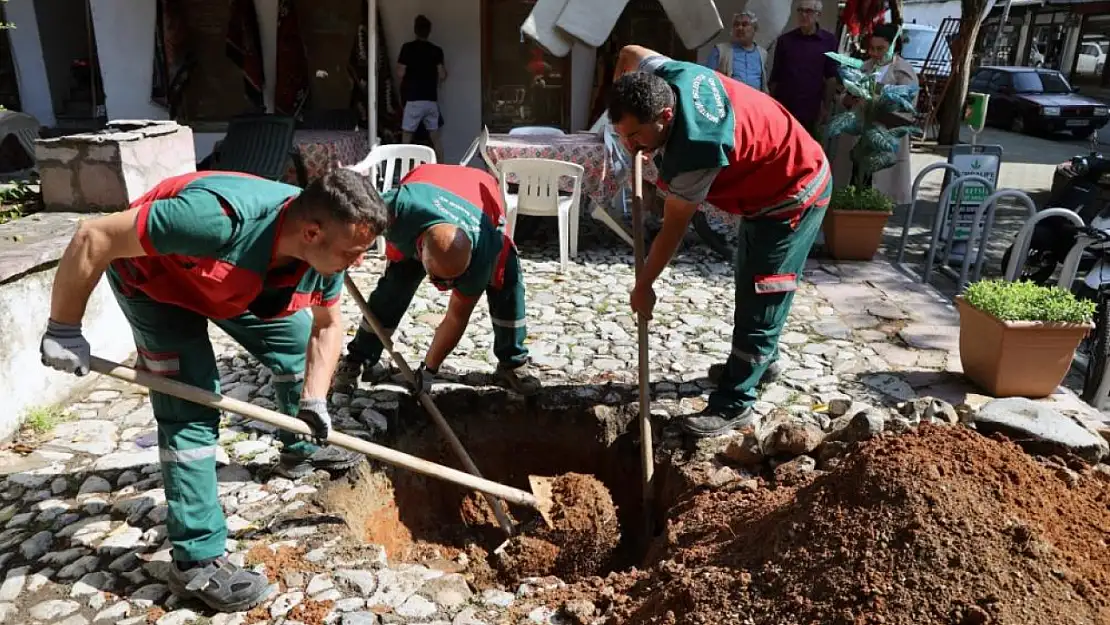 Yağcılar Hanı'nda devrilen çınarın yerine yenisi dikildi