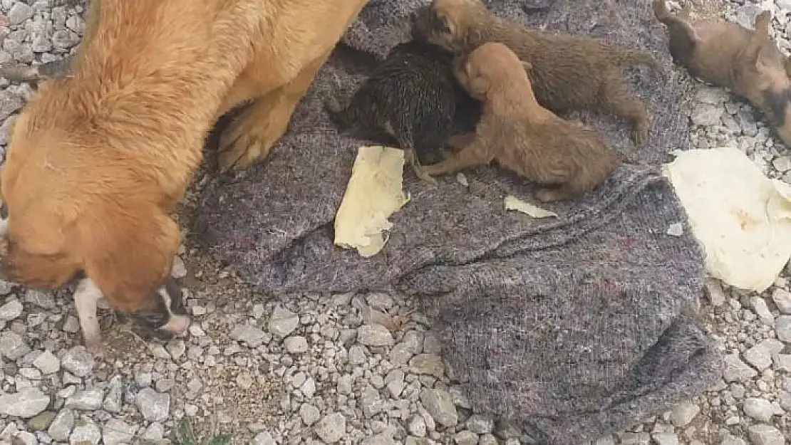 Yağmur suyu kanalında mahsur kalan köpek ve 6 yavrusu kurtarıldı