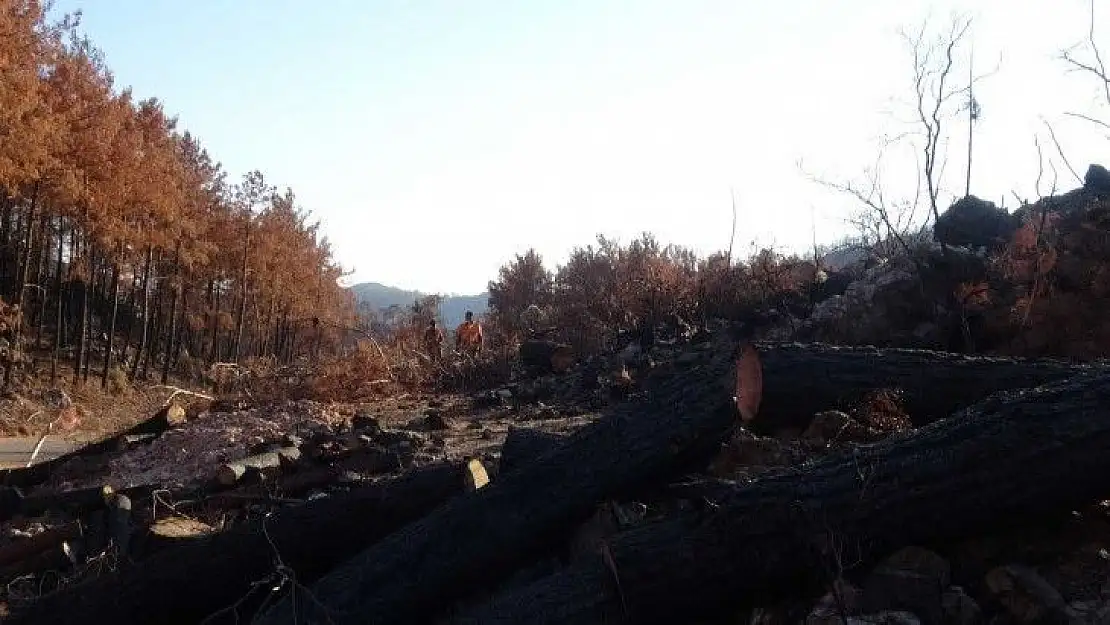 Yanan ağaçlar kesilirken, yeniden filizlenen ağaçlara dokunulmuyor