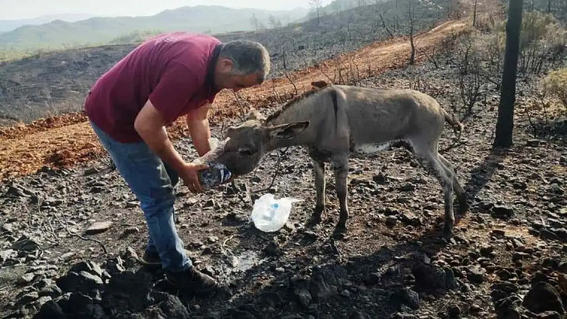 Yanan ormandan 4 gün sonra sağ kurtuldu