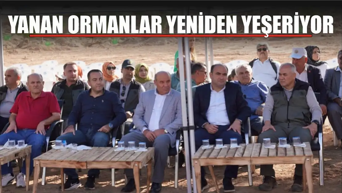 Yanan Ormanlar Yeniden Yeşeriyor