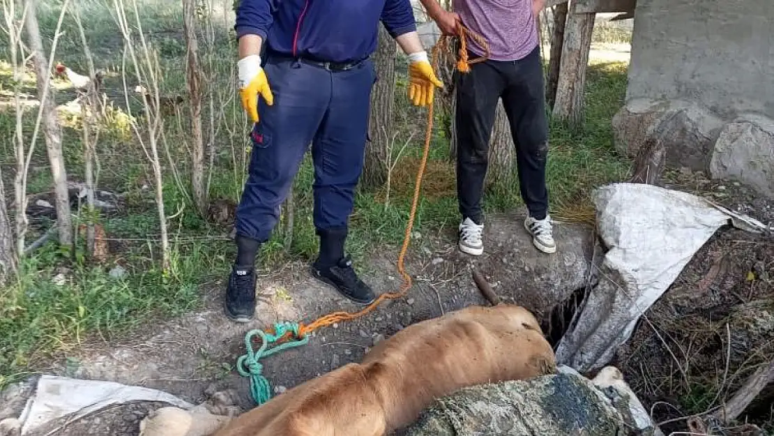 Yangın merdiveniyle ineği kurtardı