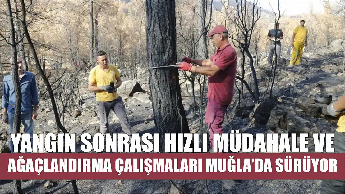 Yangın sonrası hızlı müdahale ve ağaçlandırma çalışmaları Muğla'da sürüyor