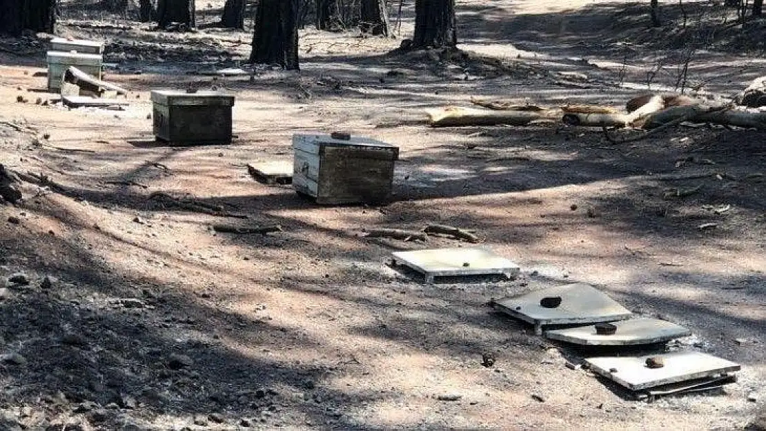 Yangın sonrası tabiatın dengesini sağlayan arılarda açlık tehlikesi