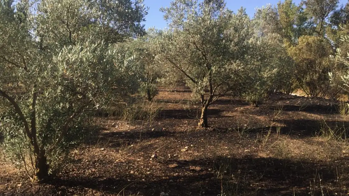 Yangında 30 adet zeytin ağacı zarar gördü