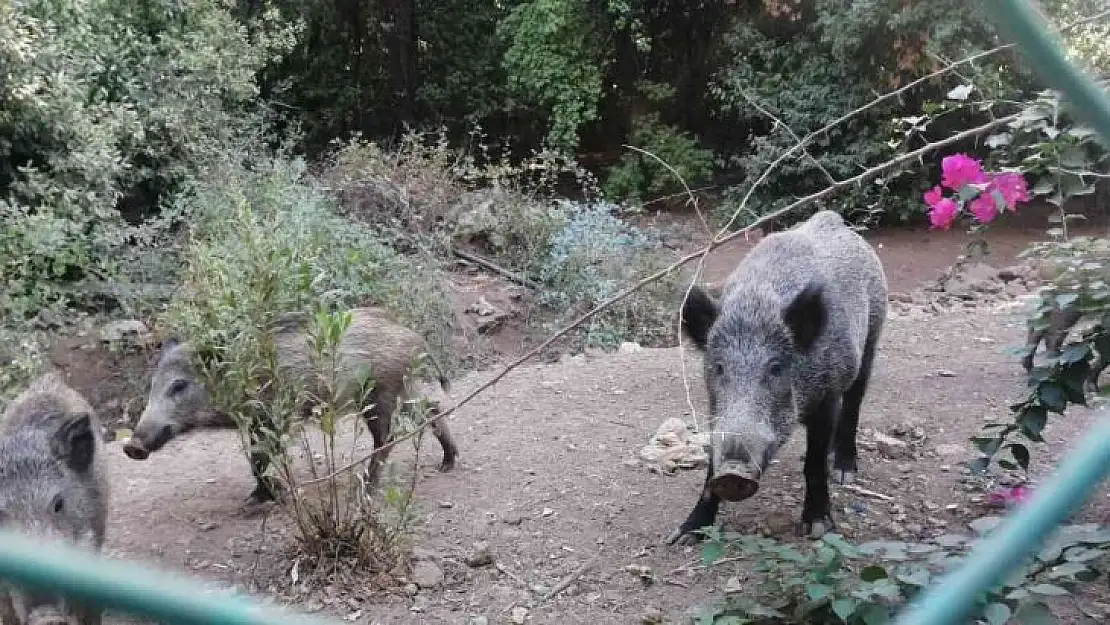 Yangından kaçan domuzlara Jandarma ve otelciler yemek verdi