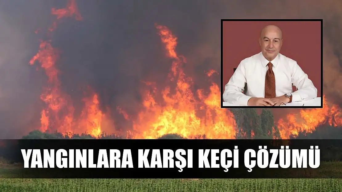 Yangınlara karşı keçi çözümü
