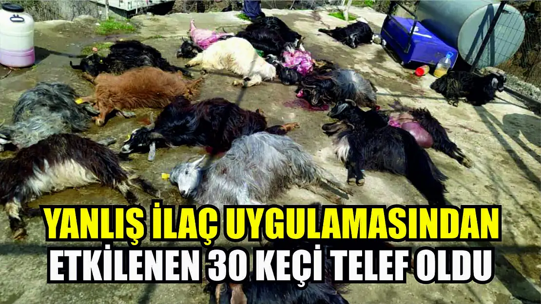 Yanlış ilaç uygulamasından etkilenen 30 keçi telef oldu