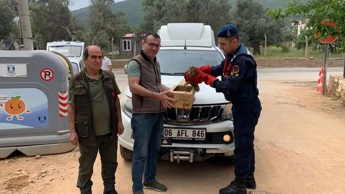 Yaralı Baykuşu, Jandarma Kurtardı