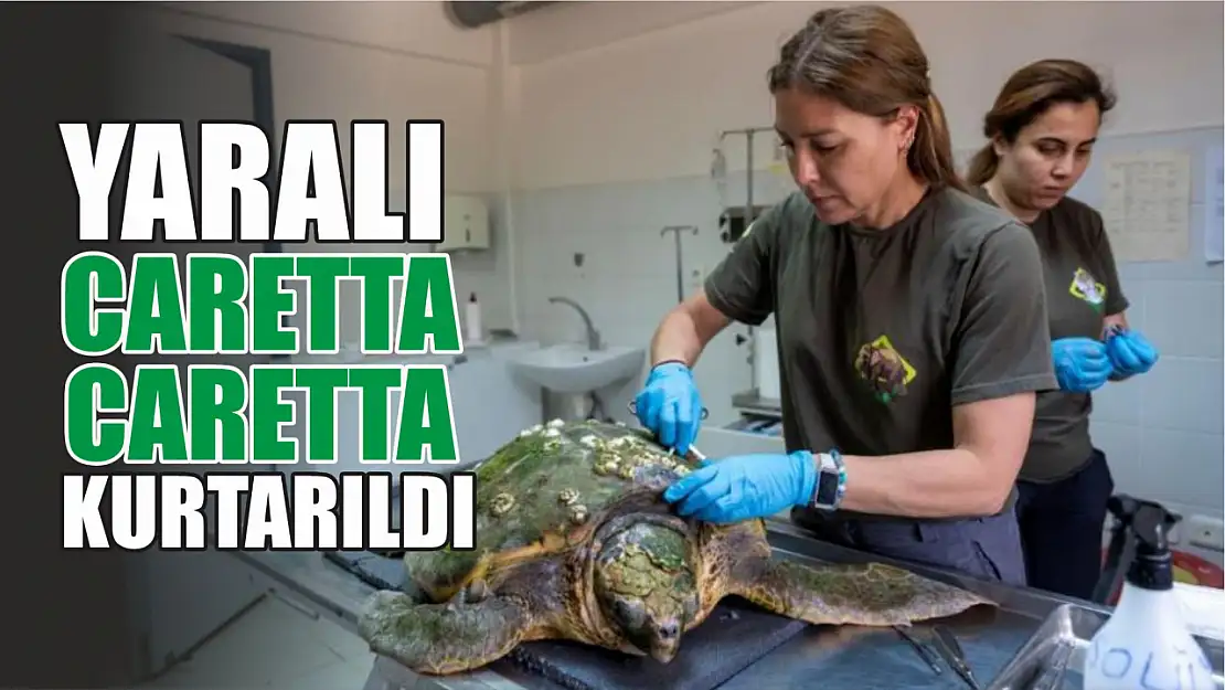 Yaralı caretta caretta kurtarıldı