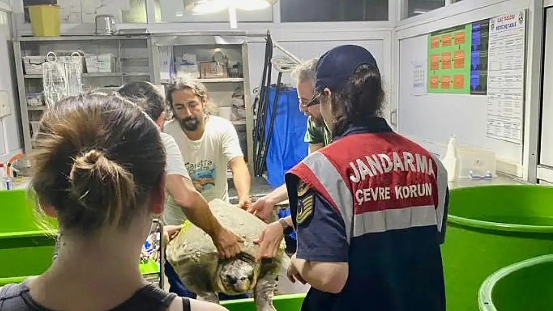 Yaralı Caretta'nın yardımına Jandarma koştu