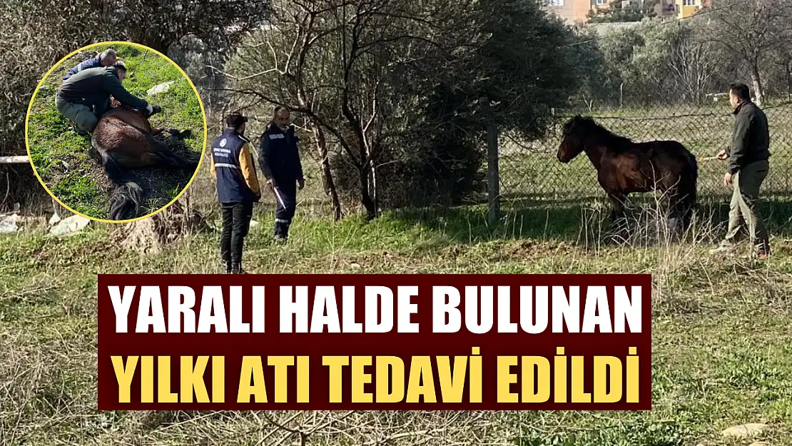 Yaralı halde bulunan yılkı atı tedavi edildi