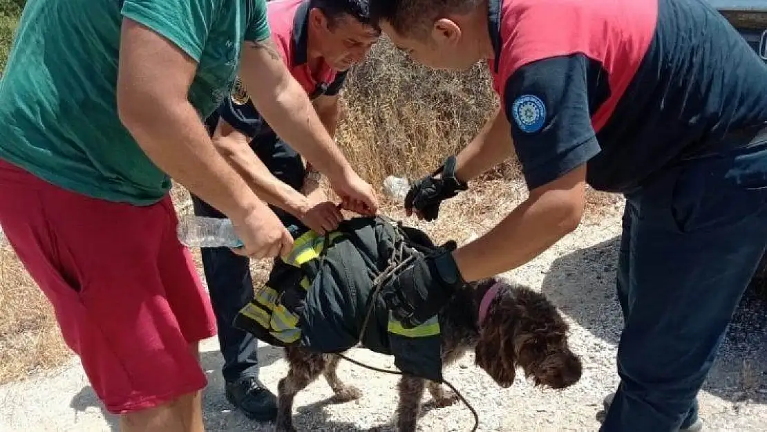 Yaralı köpeğin yardımına itfaiye koştu