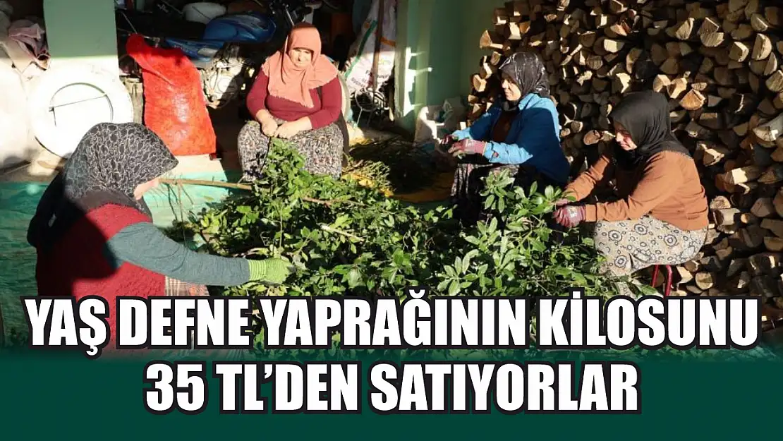 Yaş defne yaprağının kilosunu 35 TL'den satıyorlar