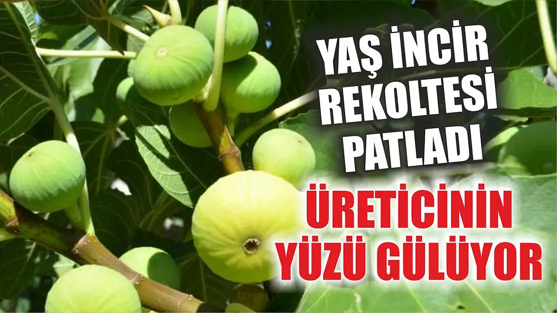 Yaş İncir Rekoltesi Patladı: Üreticinin Yüzü Gülüyor