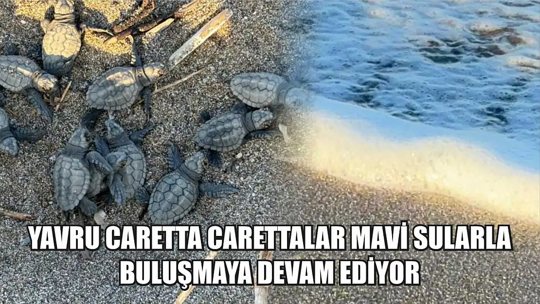 Yavru caretta carettalar mavi sularla buluşmaya devam ediyor