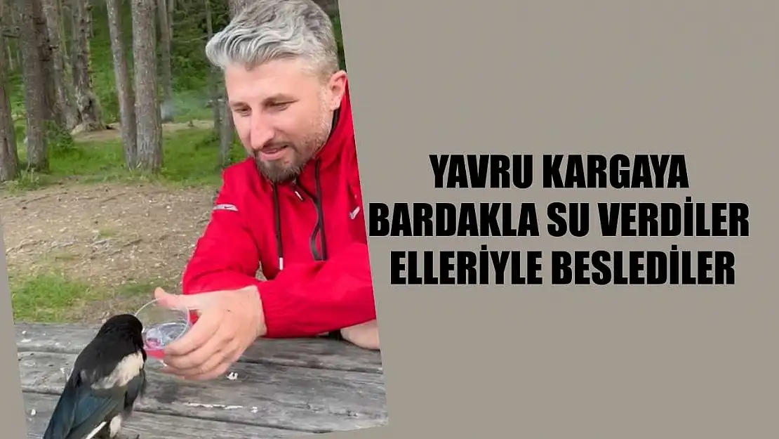 Yavru kargaya bardakla su verdiler, elleriyle beslediler