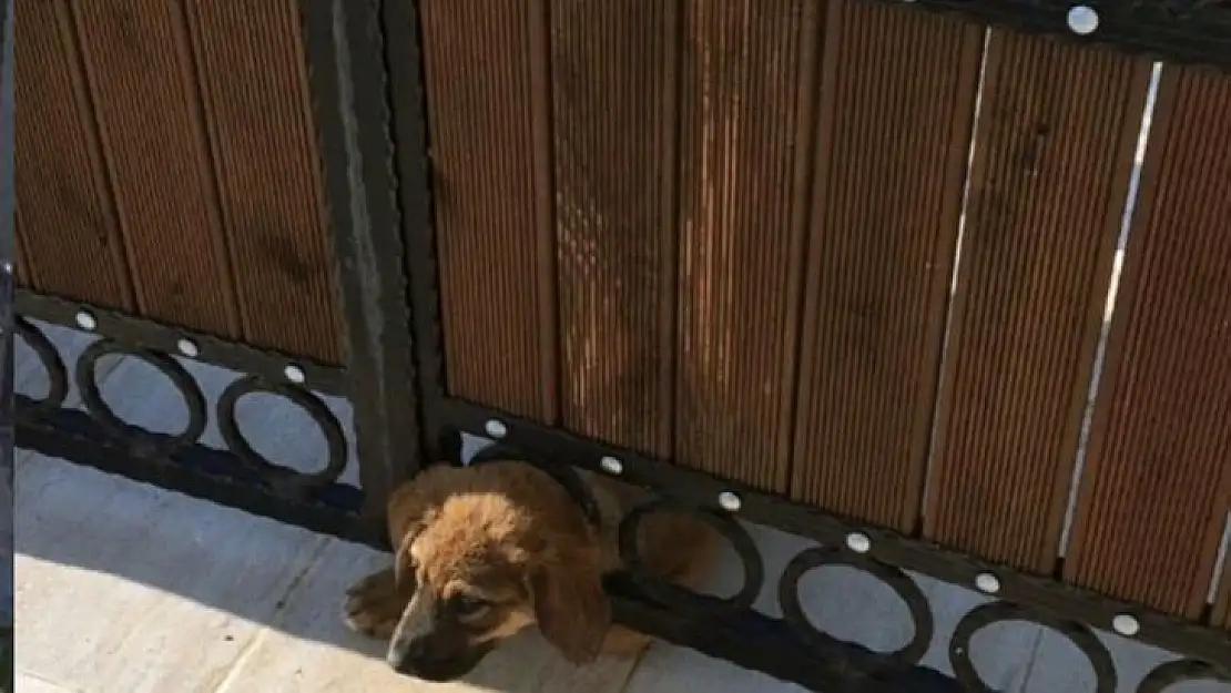 Yavru köpeği kurtarmak için seferber oldular