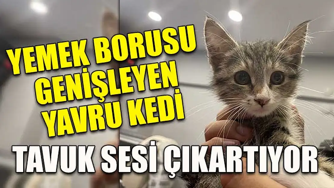 Yemek borusu genişleyen yavru kedi tavuk sesi çıkartıyor