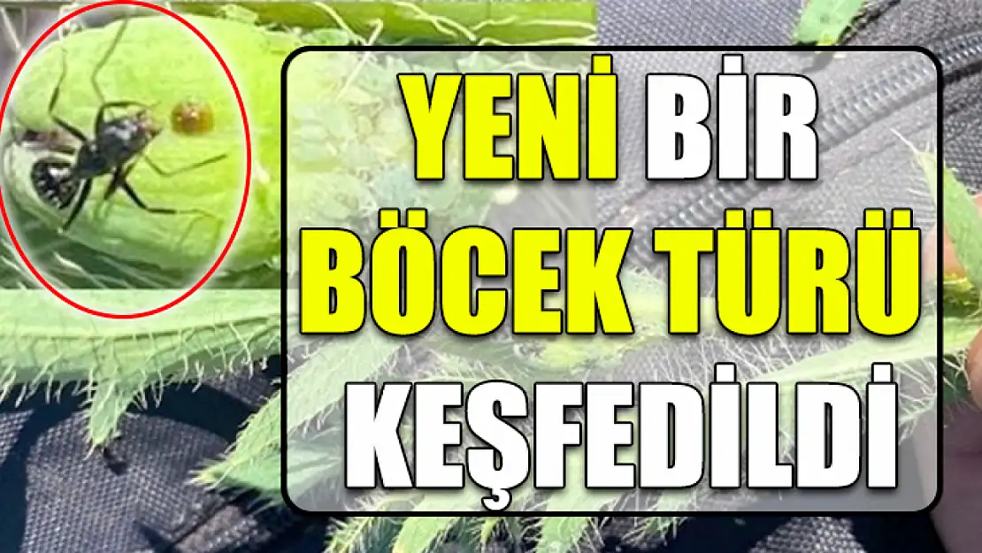 Yeni Bir Böcek Türü Keşfedildi