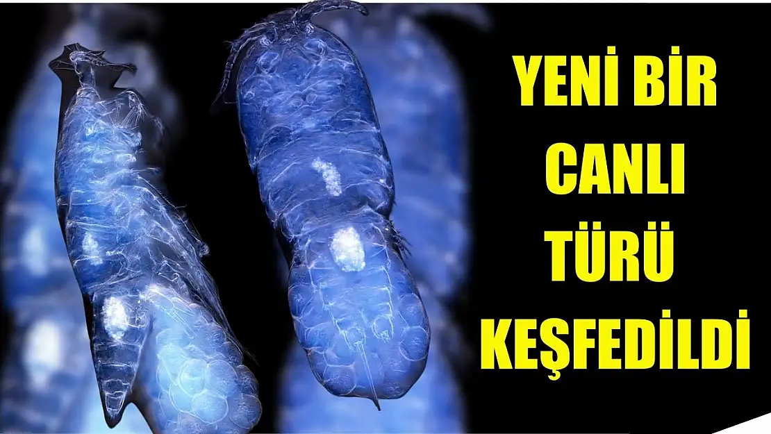 Yeni bir canlı türü keşfedildi