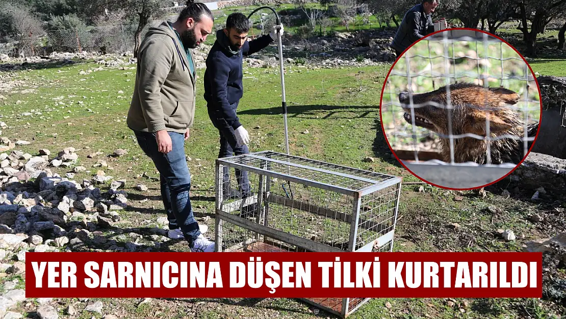 Yer sarnıcına düşen tilki kurtarıldı