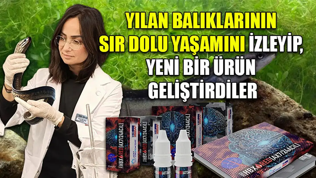 Yılan balıklarının sır dolu yaşamını izleyip, yeni bir ürün geliştirdiler