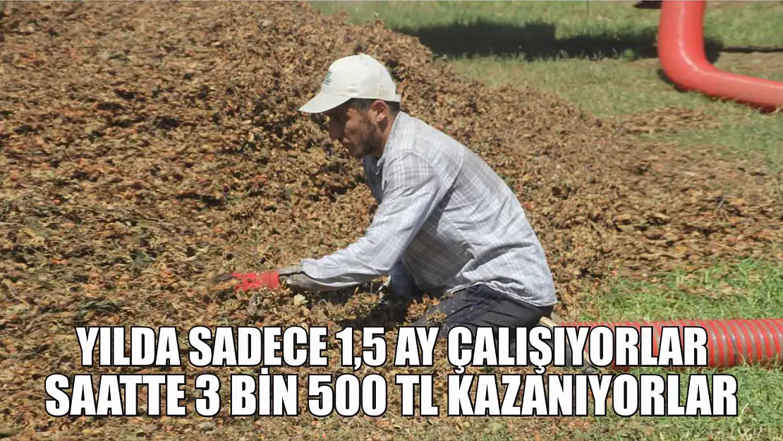 Yılda sadece 1,5 ay çalışıyorlar, saatte 3 bin 500 TL kazanıyorlar