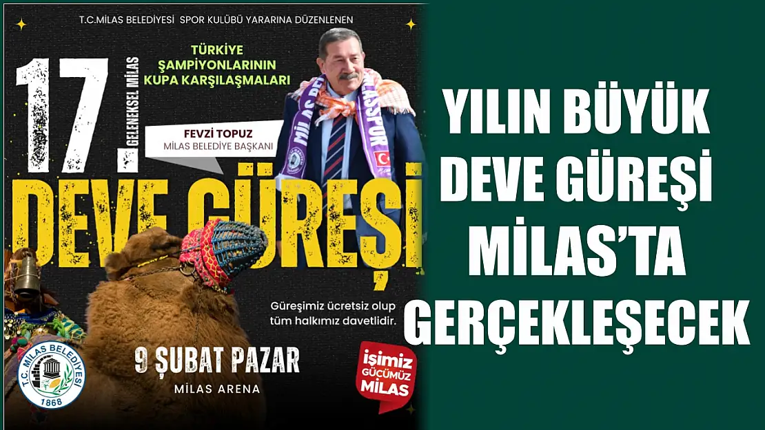 Yılın büyük Deve Güreşi Milas'ta gerçekleşecek