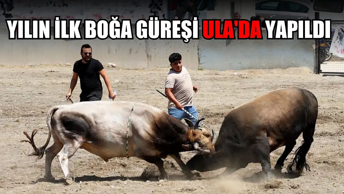 Yılın ilk boğa güreşi Ula'da yapıldı