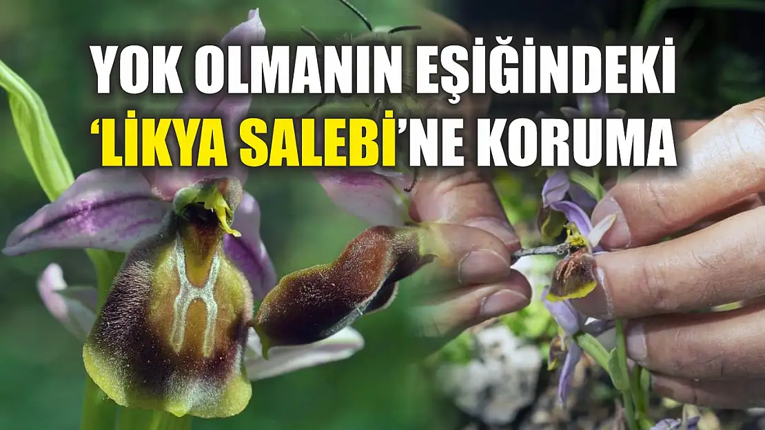 Yok olmanın eşiğindeki 'Likya salebi'ne koruma