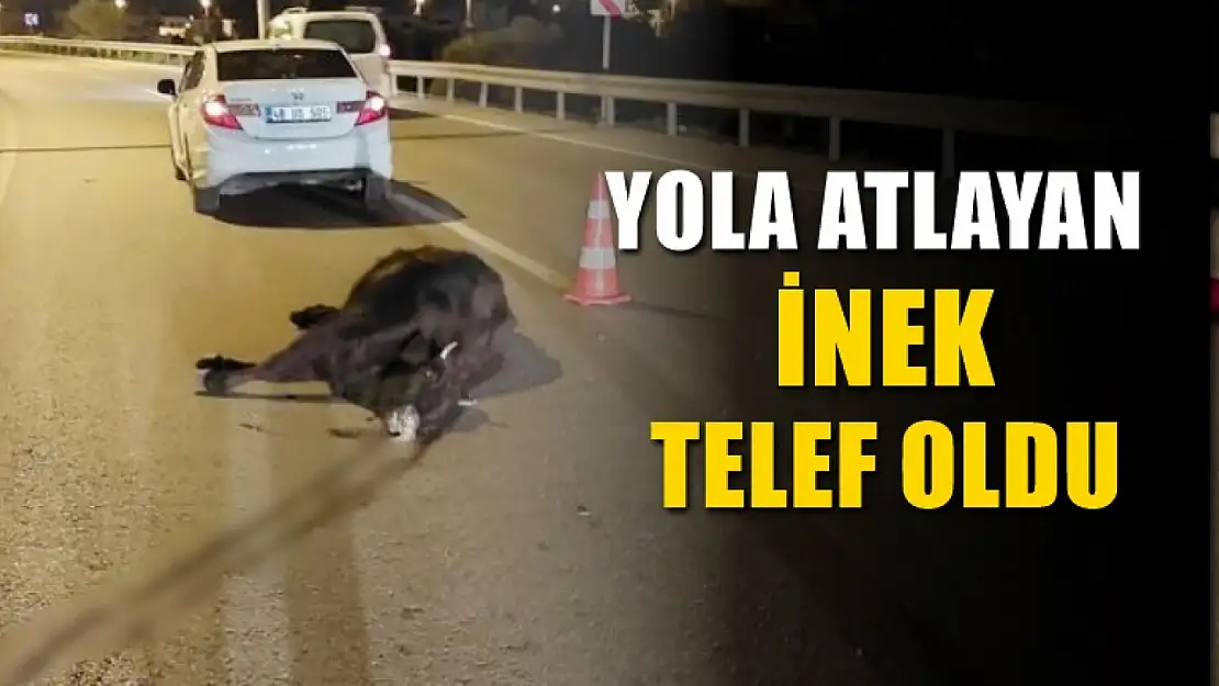 Yola çıkan inek otomobilin çarpması sonucu telef oldu