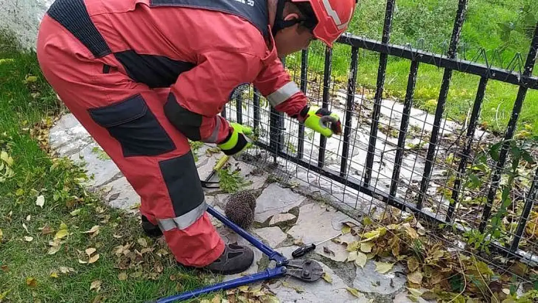 Yolunu şaşıran kirpi korkuluklara sıkıştı