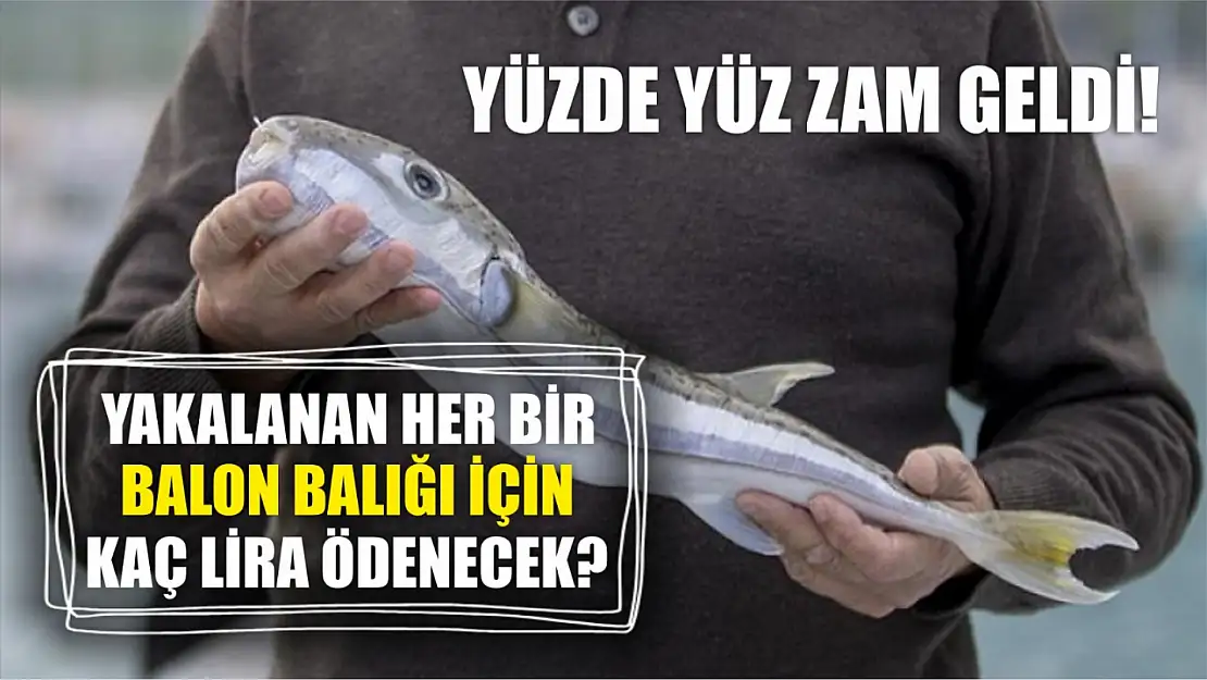 Yüzde yüz zam geldi! Yakalanan her bir balon balığı için kaç lira ödenecek?