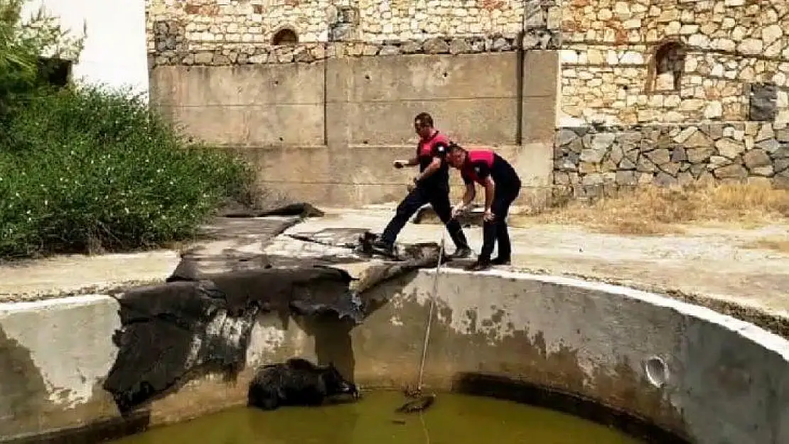 Yüzme havuzuna düşen anne domuz ve yavrularını itfaiye ekipleri kurtardı