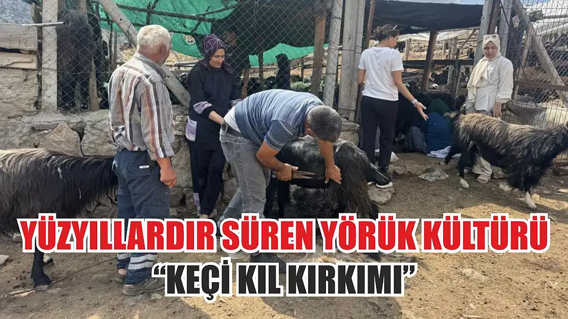 Yüzyıllardır süren Yörük kültürü 'keçi kıl kırkımı'
