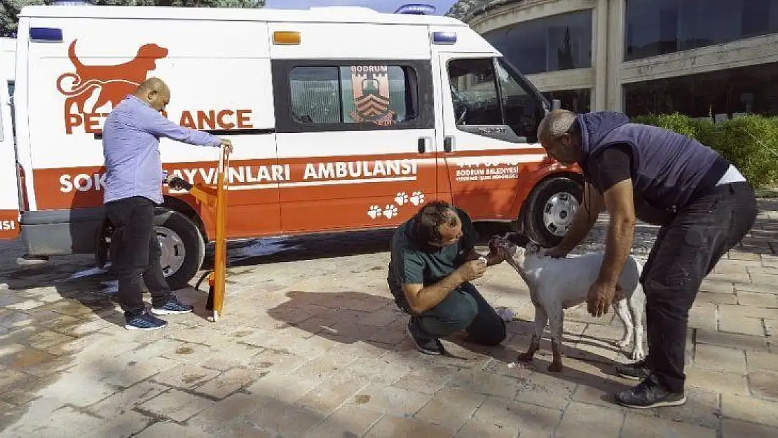 Zehirlenen köpeğin imdadına petbulance yetişti