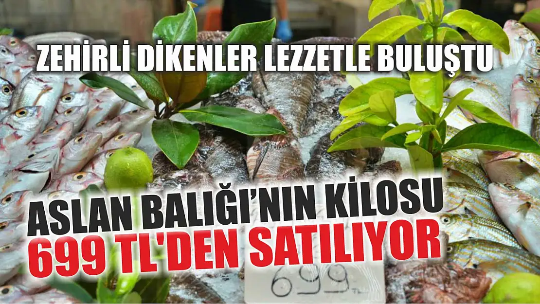 Zehirli Dikenler Lezzetle Buluştu,  Aslan Balığı'nın kilosu 699 TL'den satılıyor 