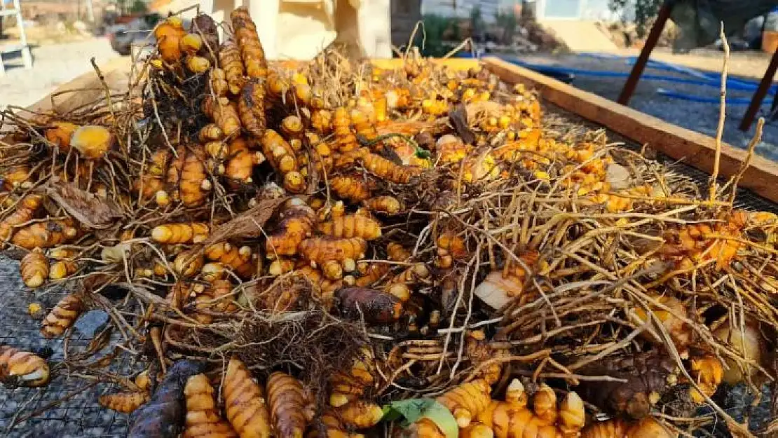 ZERDEÇAL'IN ANAVATANI BODRUM OLACAK