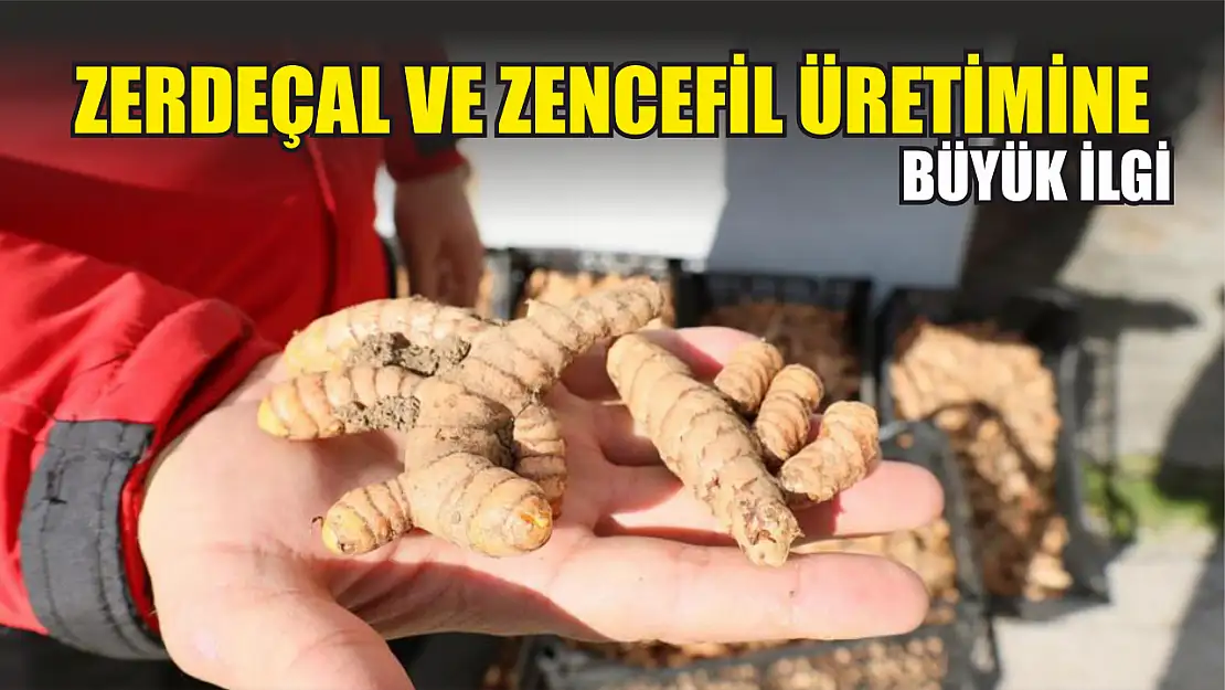 Zerdeçal ve Zencefil üretimine büyük ilgi