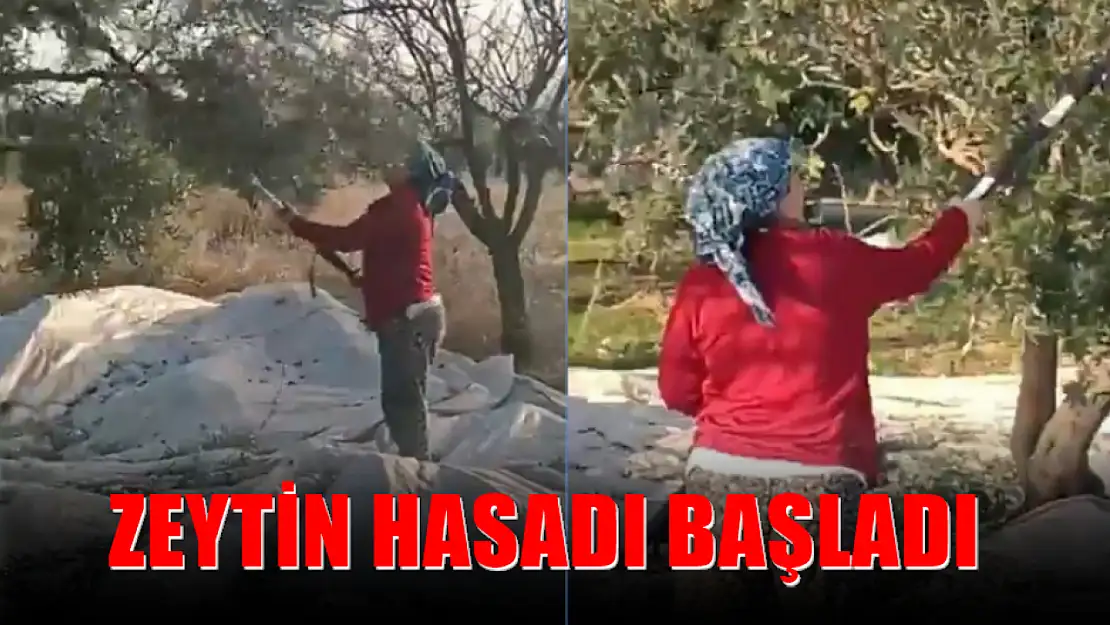 Zeytin hasadı başladı