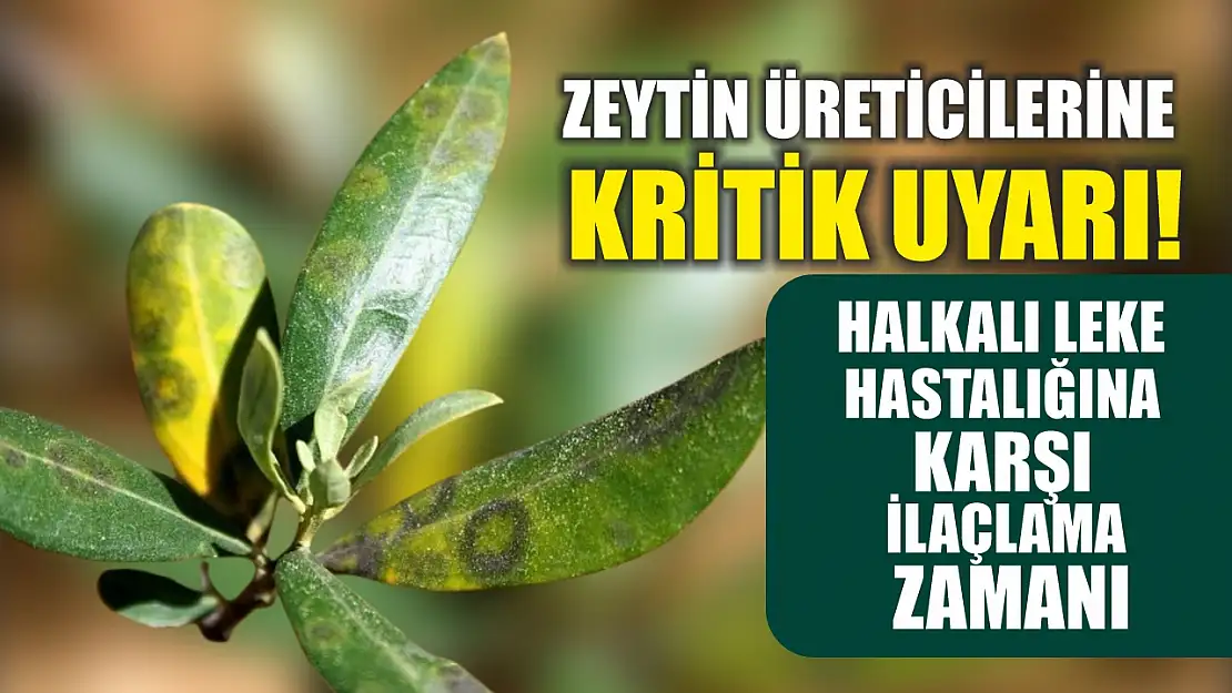 Zeytin üreticilerine kritik uyarı! Halkalı leke hastalığına karşı ilaçlama zamanı