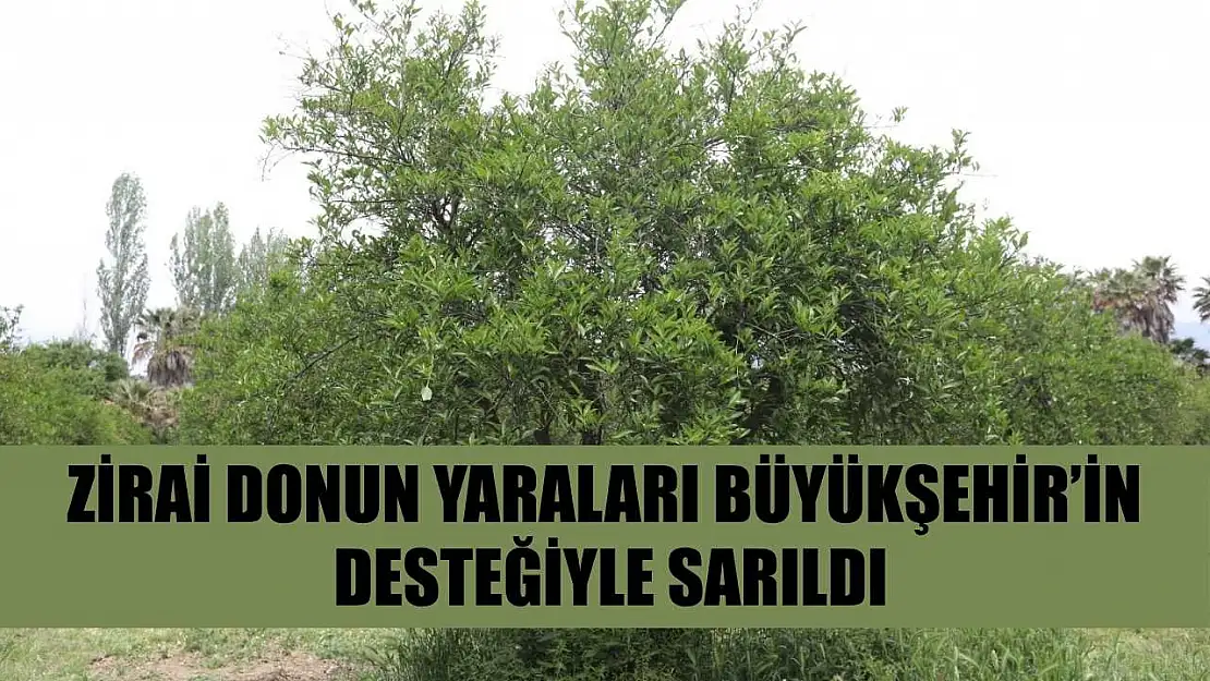 Zirai donun yaraları Büyükşehir'in desteğiyle sarıldı