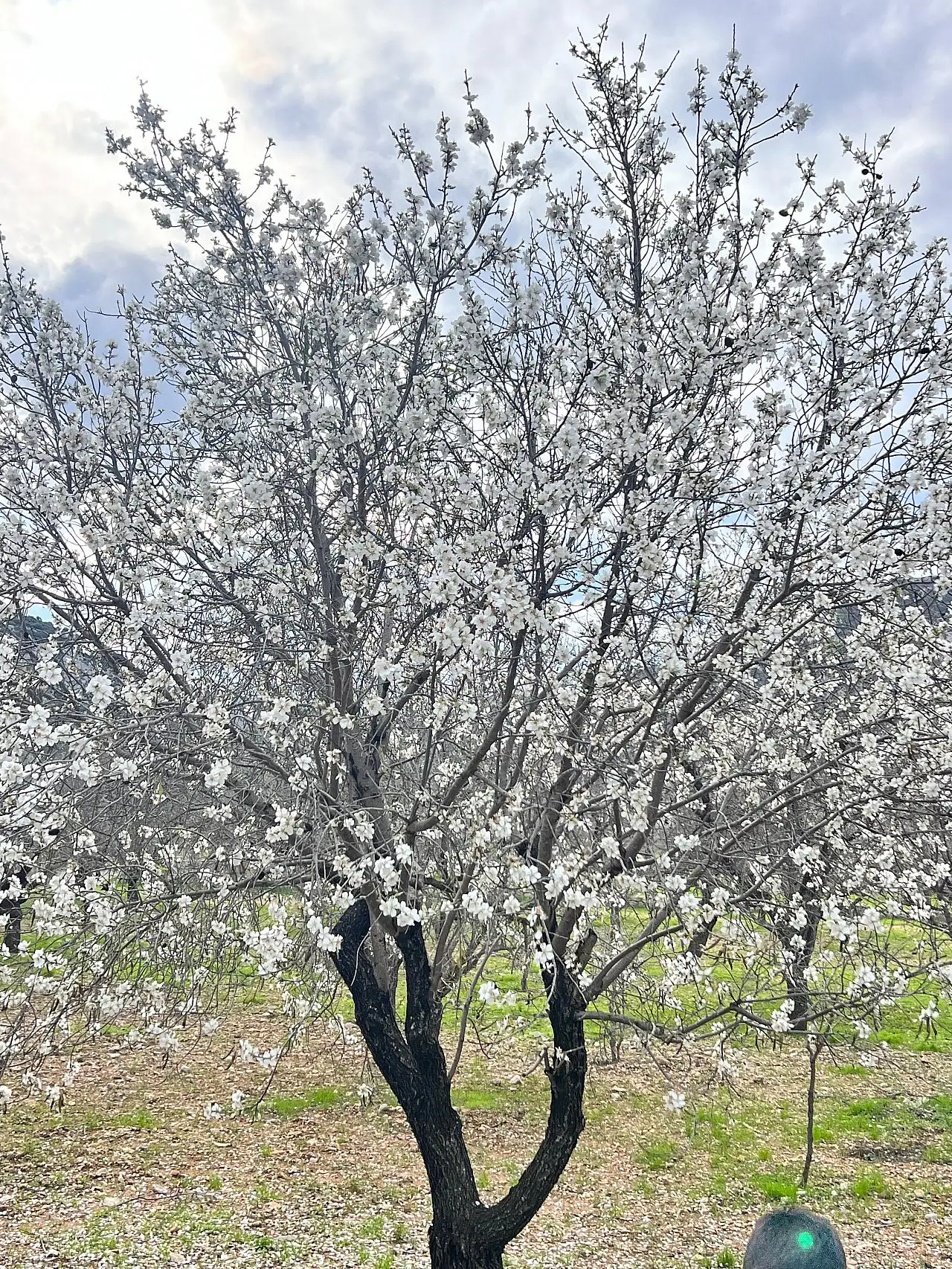 Datça'da badem ağaçları çiçek açtı
